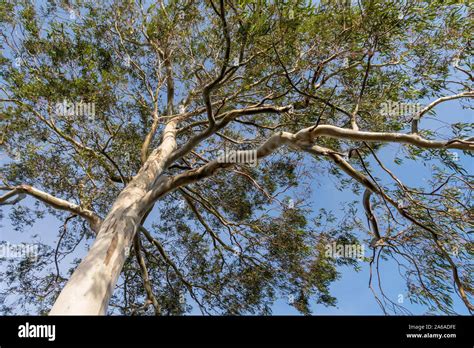 Low Angle View Of Eucalyptus Tree Stock Photo Alamy