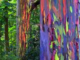 Rainbow Eucalyptus Wood For Sale Images