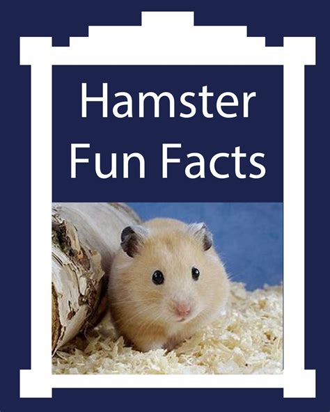 Hamster Fun Facts About These Tiny Pets Fun Facts For Kids Hamster