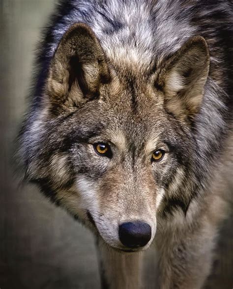 Gray Wolfs Amber Eyes Wes And Dotty Weber Wolf Photography Wolf