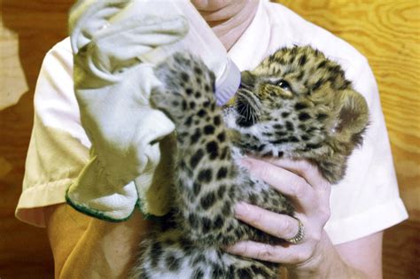 Rare Amur Leopard Population Doubles In Russia Wwf Says