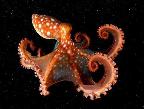 Octopus Octopus Sea Life Ocean
