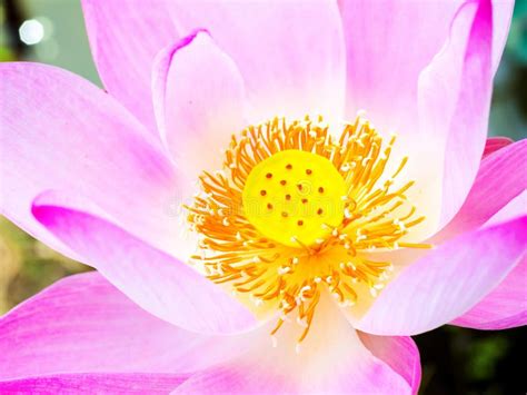 Close Up Shot On Head Of Lotus Flower Stock Photo Image Of Plant