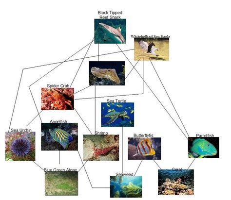 The Internets Food Web The Great Barrier Reef Food Web