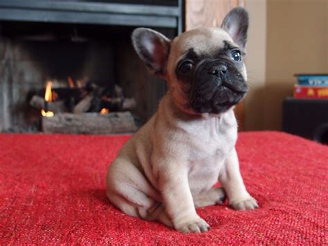 BlueBell Frenchie - Puppies For Sale