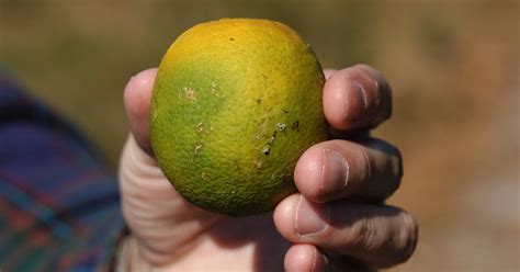 Citrus Tree Hlb Disease Found Close To San Diego The San Diego Union