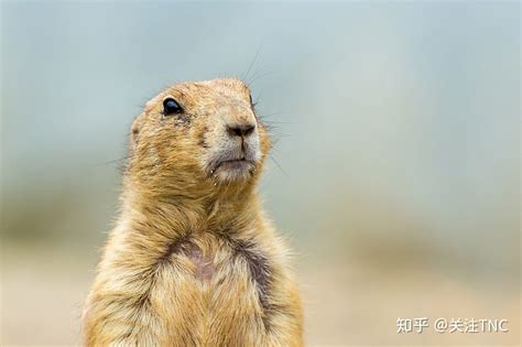 土拨鼠到底是谁？ 知乎