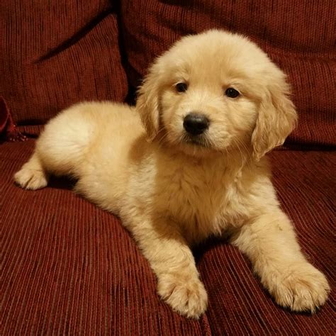 Golden Retriever Puppies For Sale Pensacola Fl 164697
