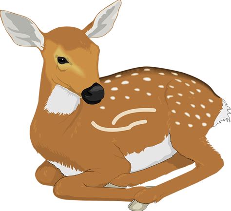 Download Deer Animal Mammal Royalty Free Vector Graphic Pixabay