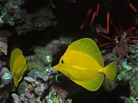 Hawaiian Island May Ban Aquarium Fishing Practical Fishkeeping