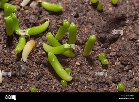 Coryphantha Cactus Seedlings Stock Photo Alamy