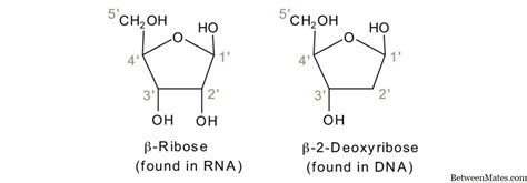 Deoxirribonucleótido Y Ribonucleótido 2022 Ciencia