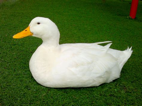 Free Photo White Duck Animal Beak Bird Free Download Jooinn
