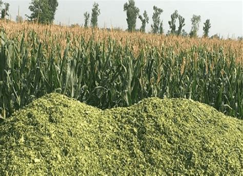 What Is Corn Silage Silagem Silage Corn For Animals