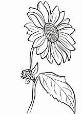 Sunflower Coloring Pages Drawing Flower Girls Adult Book Stencil Print Visit sketch template