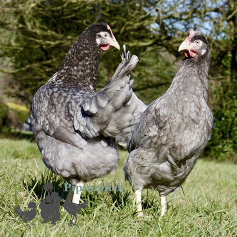 Blue Devon Blue Hen Pipinchick Silkies