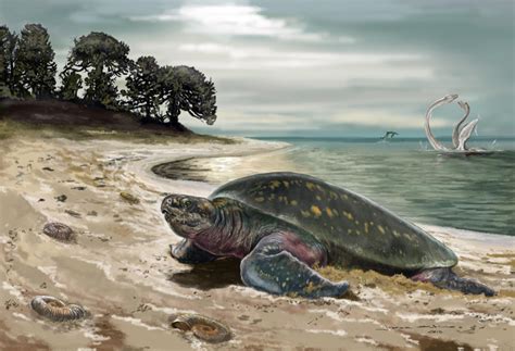 Oldest Fossil Sea Turtle Discovered