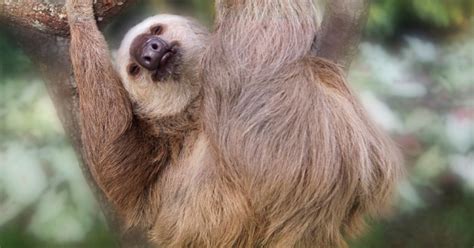 Facts About Three Toed Sloths Huffpost Uk