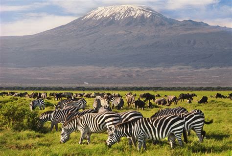 4 Days Nairobi Tour And Amboseli National Park Wildlife Safari Kenya Safari