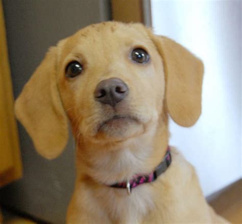 This Is My Puppet Buttercup Shes A Beagle Golden Retriever Mix Raww