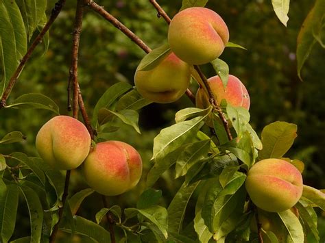 The Ultimate Guide To Fruit Trees Peaches Nectarines Chris Bowers