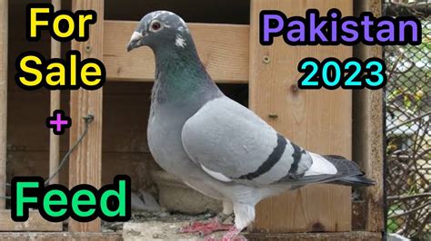 Racing Pigeon For Sale In Pakistan Kalapati Youtube