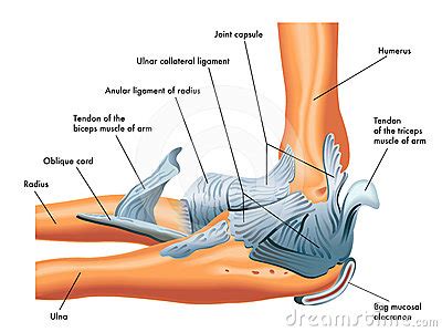 There are many shoulder ligaments which each play an important role in shoulder joint stabilization to various degrees. Ligaments Of The Elbow Stock Photography - Image: 24379412