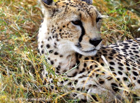 Cheetah At The Serengeti National Park Tanzania Africa Serengeti