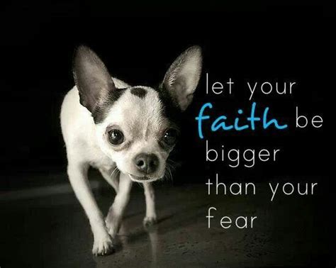 They burrow under blankets, dance on their hind legs, wave their paws in the air, and lick everything in sight. God is bigger than any problems | Chihuahua, Chihuahua love, Chihuahua lover