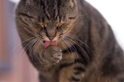 Why Cats Groom Themselves And Other Cats