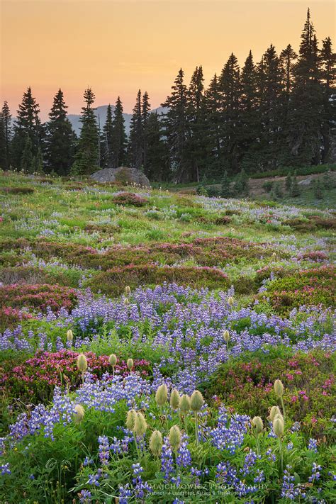 Paradise Wildflower Meadows Mount Rainier Alan Majchrowicz Photography