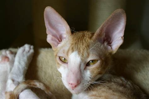 Of The Weirdest And Ugliest Cat Breeds From Around Vrogue Co