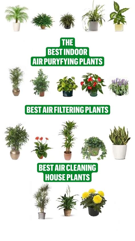 Best Air Puryfying Plants Indoor Air Filtering Plants House Plants