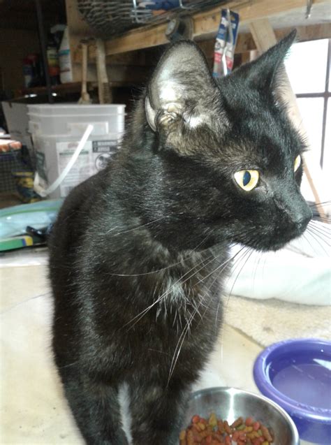 Found Cat Black Cat Wwhite Patch On Chest In Robbins Pets