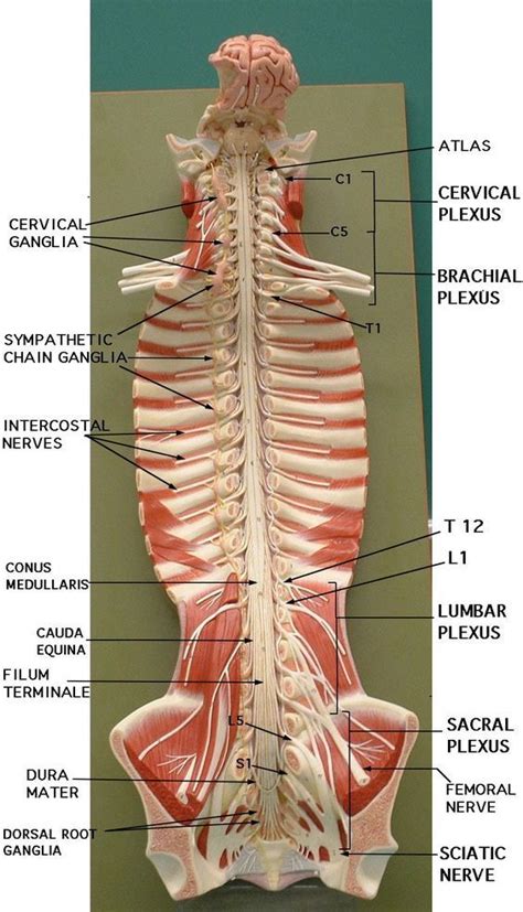 Spinal Nerve Model Nerve Anatomy Spinal Cord Anatomy Medical Anatomy