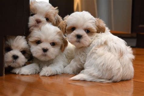 .purebred shih tzu puppies located in west michigan / small in home breeder of quality shih tzu | angelic shih tzu michigan, michigan shih tzu, angelic shih tzu, michigan puppy, shih tzu puppy, puppies in michigan, akc shih tzu puppies. Shih Tzu Puppies For Sale | Michigan City, IN #251228