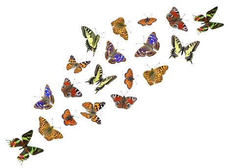 Premium Photo A Bunch Of Butterflies That Are On A White Background