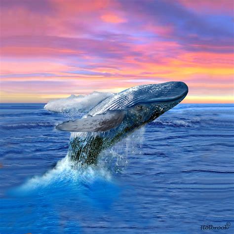 Humpback Whale Breaching At Sunset Digital Art By Glenn Holbrook