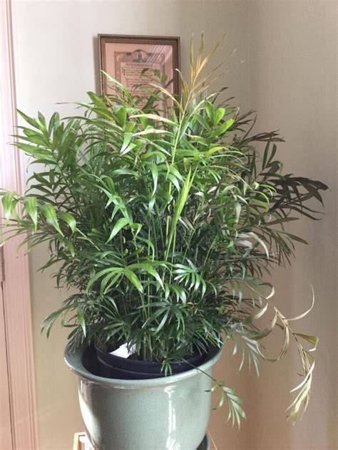 Why An Indoor Palm Tree Turns Brown Houseplant 411