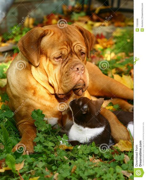Big Dog And Small Cat Stock Photo Image Of Darling