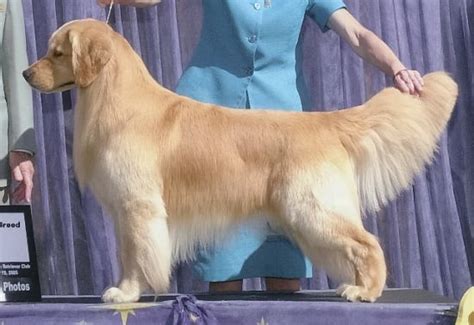 Grooming On 10 Month Old Puppy Dog Grooming Golden Retriever