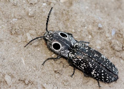 Eastern Eyed Click Beetle A Guide To The Ecdysozoa Insecta
