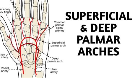Superficial And Deep Palmar Arches Youtube