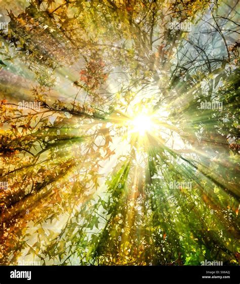 Bright Rays Of Sunshine Streaming Through The Trees Stock Photo Alamy