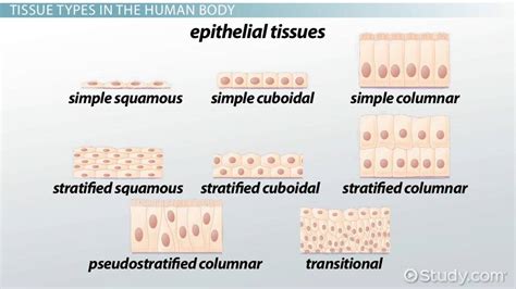 Epithelial Cells Definition Layers And Function Lesson