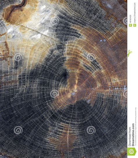 Cracked Pine Tree Trunk In Cross Section Stock Image