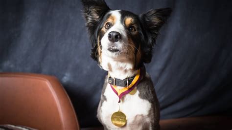 Leah Border Collie 4 Weeks Residential Dog Training Youtube