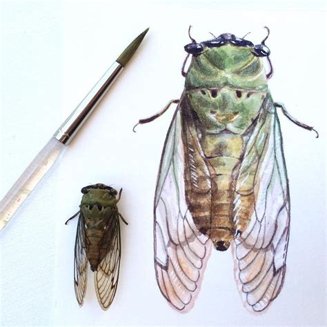 Laura Kirste On Instagram 2 1 2 X 4 1 2 Watercolor Cicada Intact