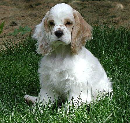 To confirm pricing, availability and descriptions of our puppies for sale, please call, email or text message the store. Parti Cocker Spaniel Puppies