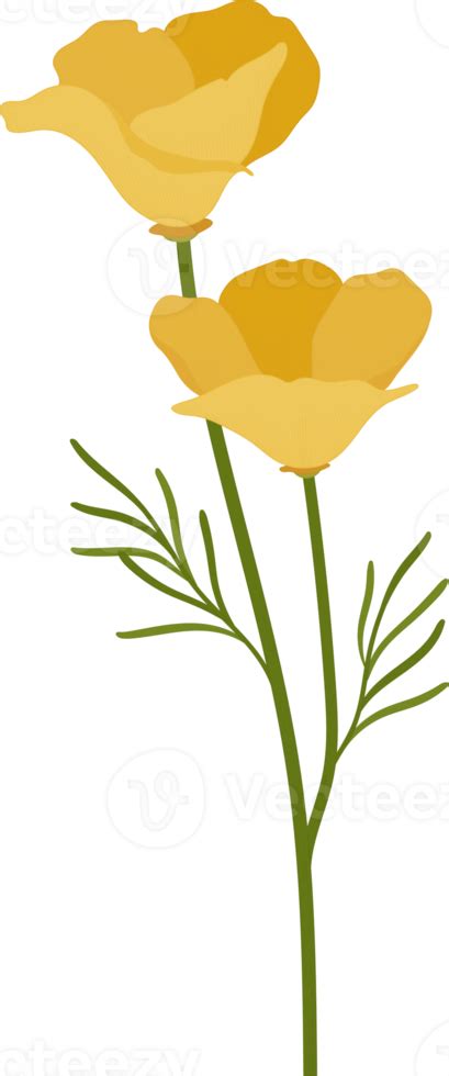 Free Yellow California Poppy Flower Hand Drawn Illustration 10173049